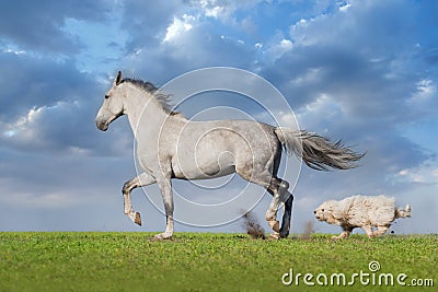 Grey horse with dog Stock Photo