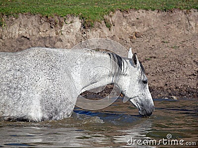 The grey horse drink water Stock Photo