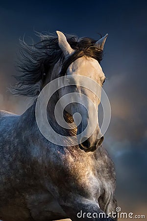 Grey horse in motion Stock Photo