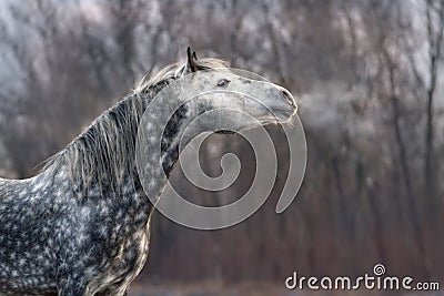 Grey horse portrait in motion Stock Photo