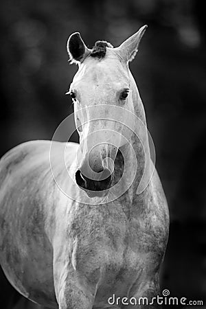 Grey horse portrait Stock Photo