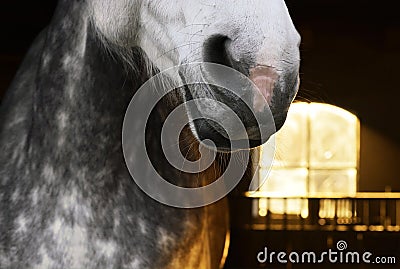 Grey Horse in a Sun Lighted Stable Stock Photo