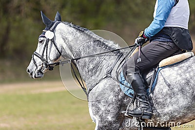 Grey horse waiting start of eventing competition Stock Photo