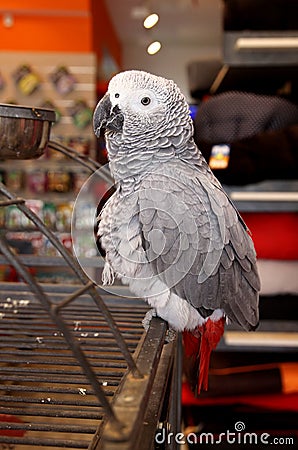 Grey Jaco Parrot Stock Photo