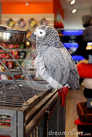 Grey Jaco Parrot Stock Photo