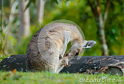 Grey kangaroo mother tends her joey Stock Photo