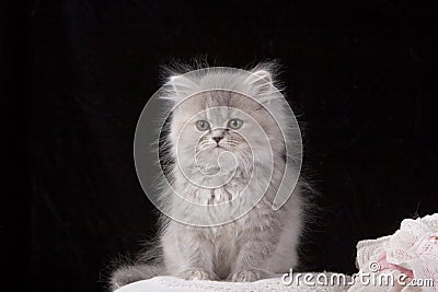 Grey Kitten Stock Photo