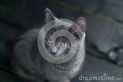 Grey kitten on dark background. Stock Photo