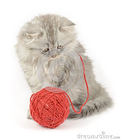 grey kitten with huge red clew Stock Photo