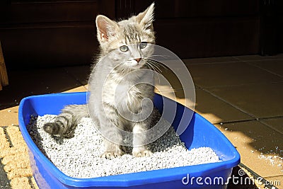 Grey kitten sitting in the litter box Stock Photo