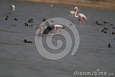 Grey lag geese and flamingos Stock Photo