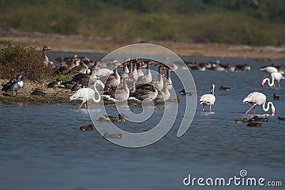 Grey lag geese and flamingos Stock Photo