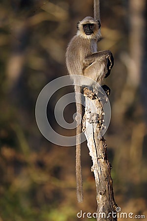 Grey langurs, also called Hanuman langurs and Hanuman monkeys (Semnopithecus dussumieri) Stock Photo