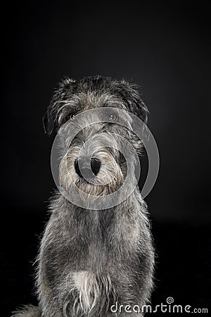 Grey large Irish wolfhound dog sitting looking at camera black background Stock Photo