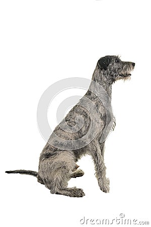Grey large Irish wolfhound dog sitting sideways isolated on a white background Stock Photo