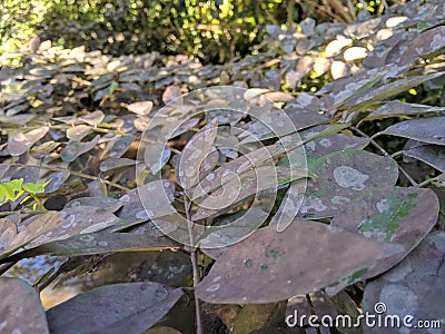 Grey leaves because of air pollution Stock Photo