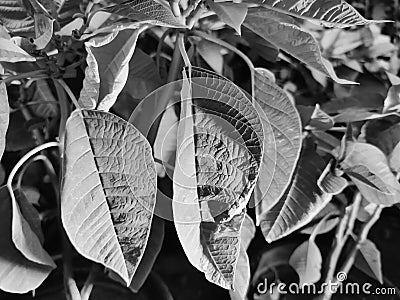 Grey leaves nature background Stock Photo