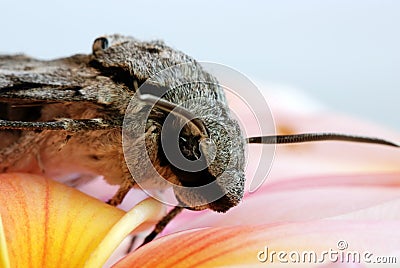 Grey moth on frangipani Stock Photo