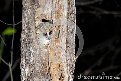 Grey mouse lemur, kirindy Stock Photo