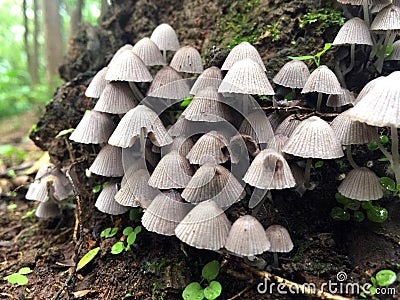 Grey mushroom in forest. pattern Stock Photo