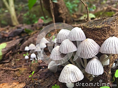 Grey mushroom in forest. pattern Stock Photo