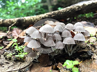 Grey mushroom in forest. pattern Stock Photo