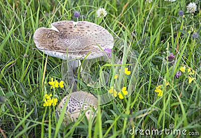 Grey mushroom in green grass ready to be harvested. Stock Photo