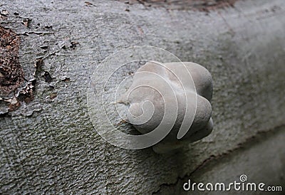 A grey mushroom Stock Photo