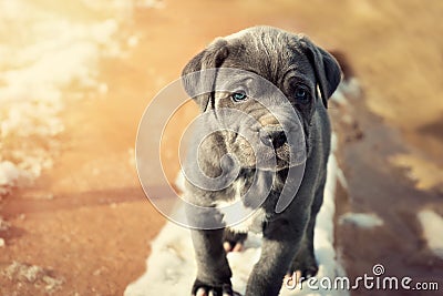 Grey Neapolitan Mastiff puppy Stock Photo