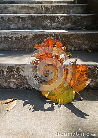 Grey old stairs with beautiful dry teak leaf on floor with amazing shadow, poetic scene and artistic background Stock Photo