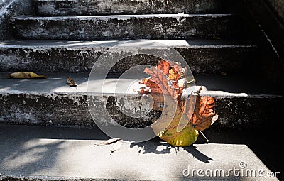 Grey old stairs with beautiful dry teak leaf on floor with amazing shadow, poetic scene and artistic background Stock Photo