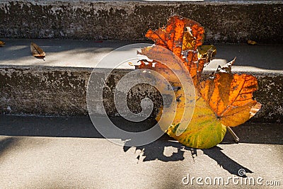 Grey old stairs with beautiful dry teak leaf on floor with amazing shadow, poetic scene and artistic background Stock Photo