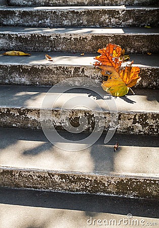 Grey old stairs with beautiful dry teak leaf on floor with amazing shadow, poetic scene and artistic background Stock Photo