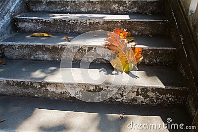 Grey old stairs with beautiful dry teak leaf on floor with amazing shadow, poetic scene and artistic background Stock Photo