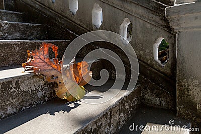 Grey old stairs with beautiful dry teak leaf on floor with amazing shadow, poetic scene and artistic background Stock Photo