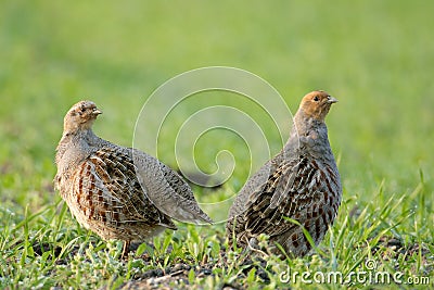 Grey partridge Stock Photo