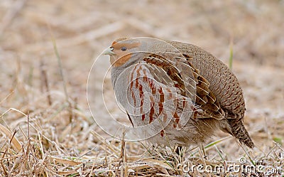 Grey Partridge - Perdix perdix Stock Photo
