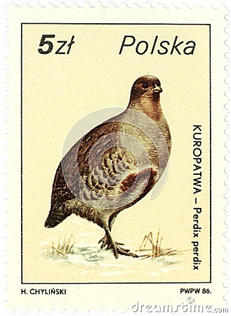 Grey partridge perdix perdix - old Polish stamp Editorial Stock Photo