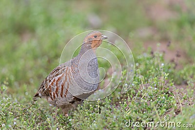 Grey partridge Stock Photo