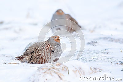 Grey partridge Stock Photo