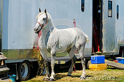 Grey Percheron Draft Horse Stock Photo