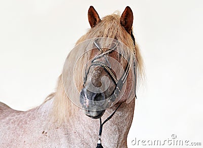 Grey Percheron horse at Country Fair Stock Photo