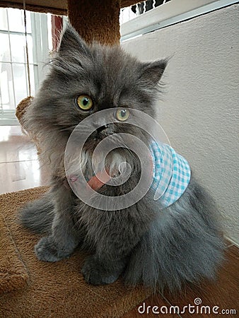 Grey Persian kitten in Blue plaid suit Stock Photo