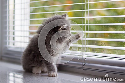 Grey Persian Little fluffy Maine coon kitten sits and paws the door window and waits for the owner . Newborn kitten, Kid animals a Stock Photo