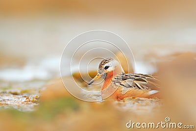 Grey Phalarope, Phalaropus fulicarius, orange and brown water bird in the grass nature habitat, Longyaerbyen, Svalbard, Norway. Stock Photo