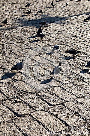 Grey pigeons live in large groups in urban environment Stock Photo