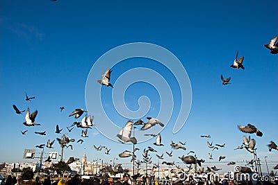 Grey pigeons live in large groups in urban environment Stock Photo