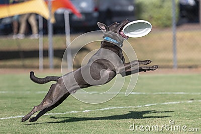 Grey pitbull catching a white disc at the park Stock Photo