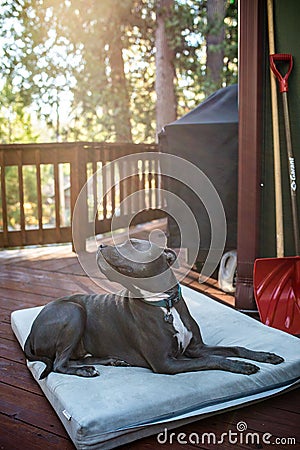 Grey pitbull enjoying a sunlit day, lounging on a soft mattress on a wooden outdoor deck. Editorial Stock Photo