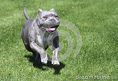 Grey pitbull running in the grass Stock Photo